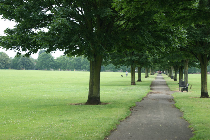 A path with rows of trees either side, and a man walking his dog on a field to the left.